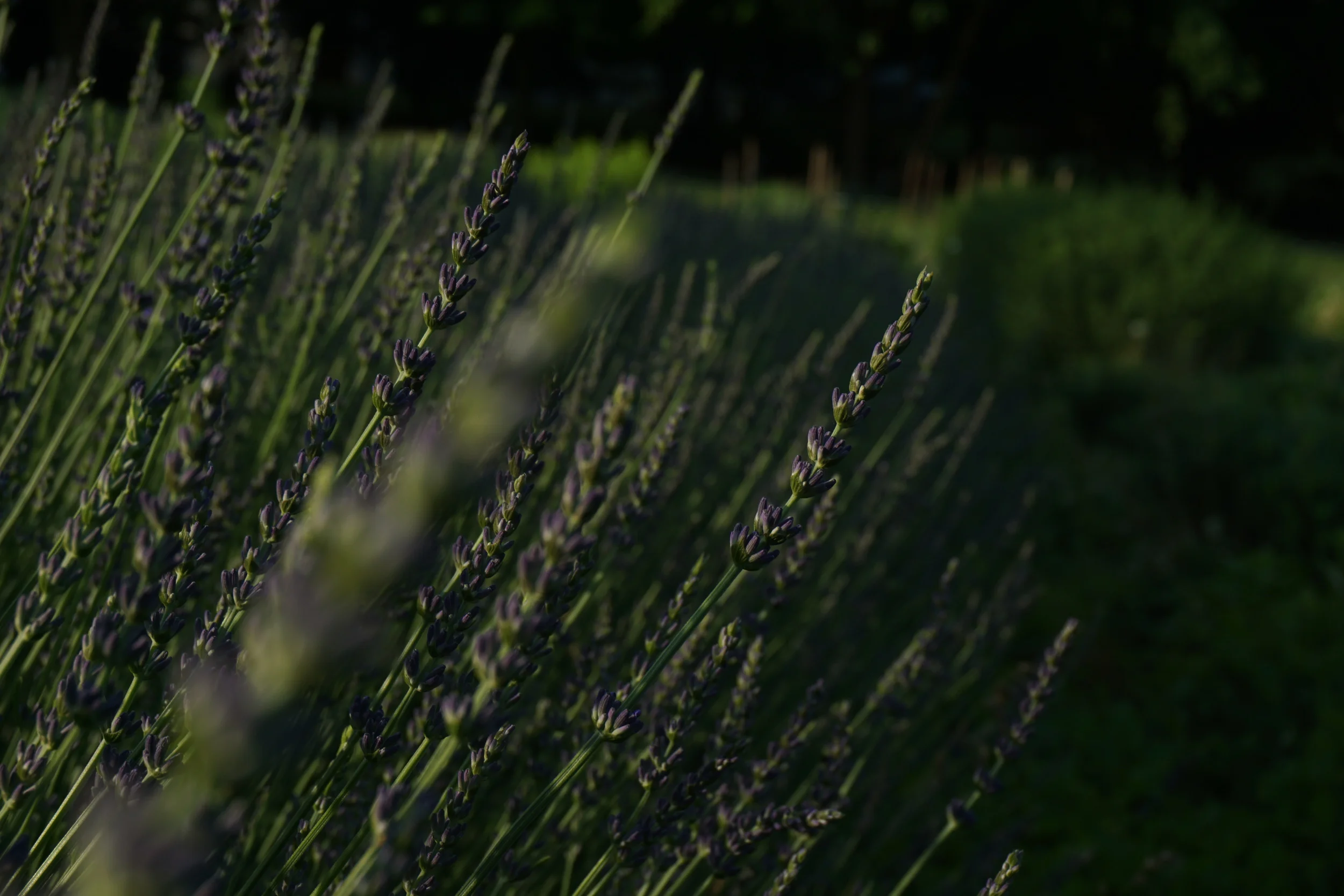 Lavender flowers are delicious in both savory and sweet recipes.