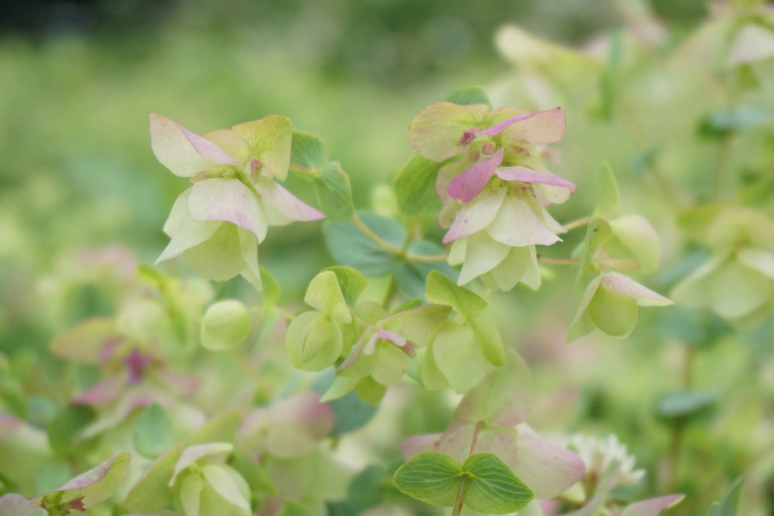 beauty and the beetle