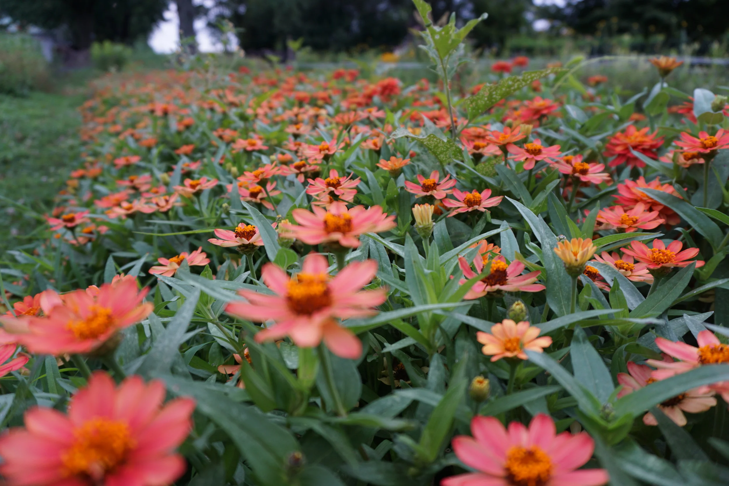Profusion light apricot zinnias