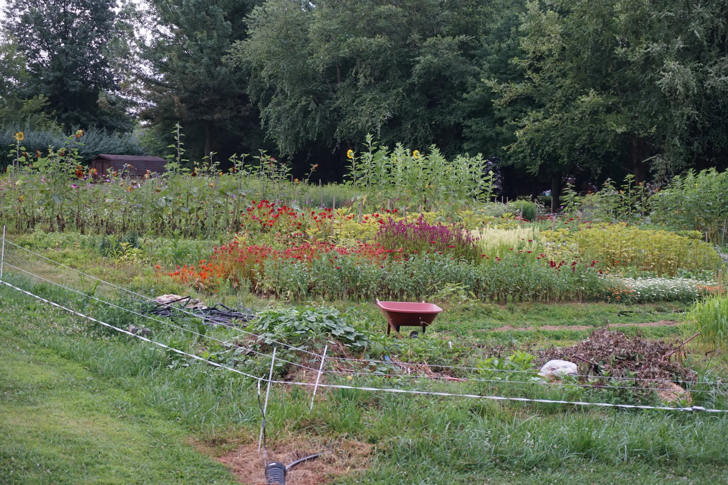 The farm, August 10th