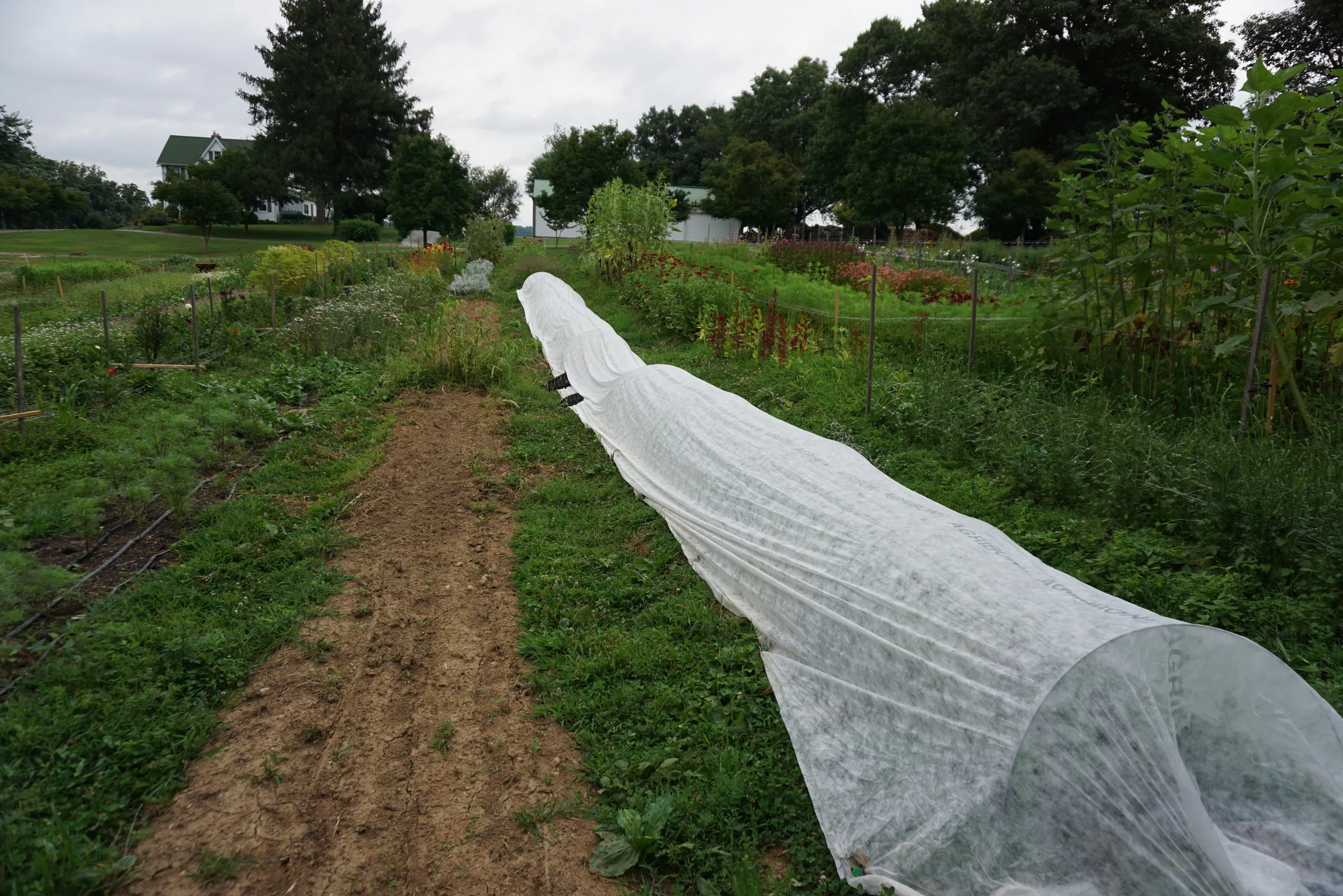 A long row of remay (pest protection) over the sunflowers and zinnias, to keep the bunnies from nibbling. To the left, a bed that was seeded with amaranth that is close to germinating.