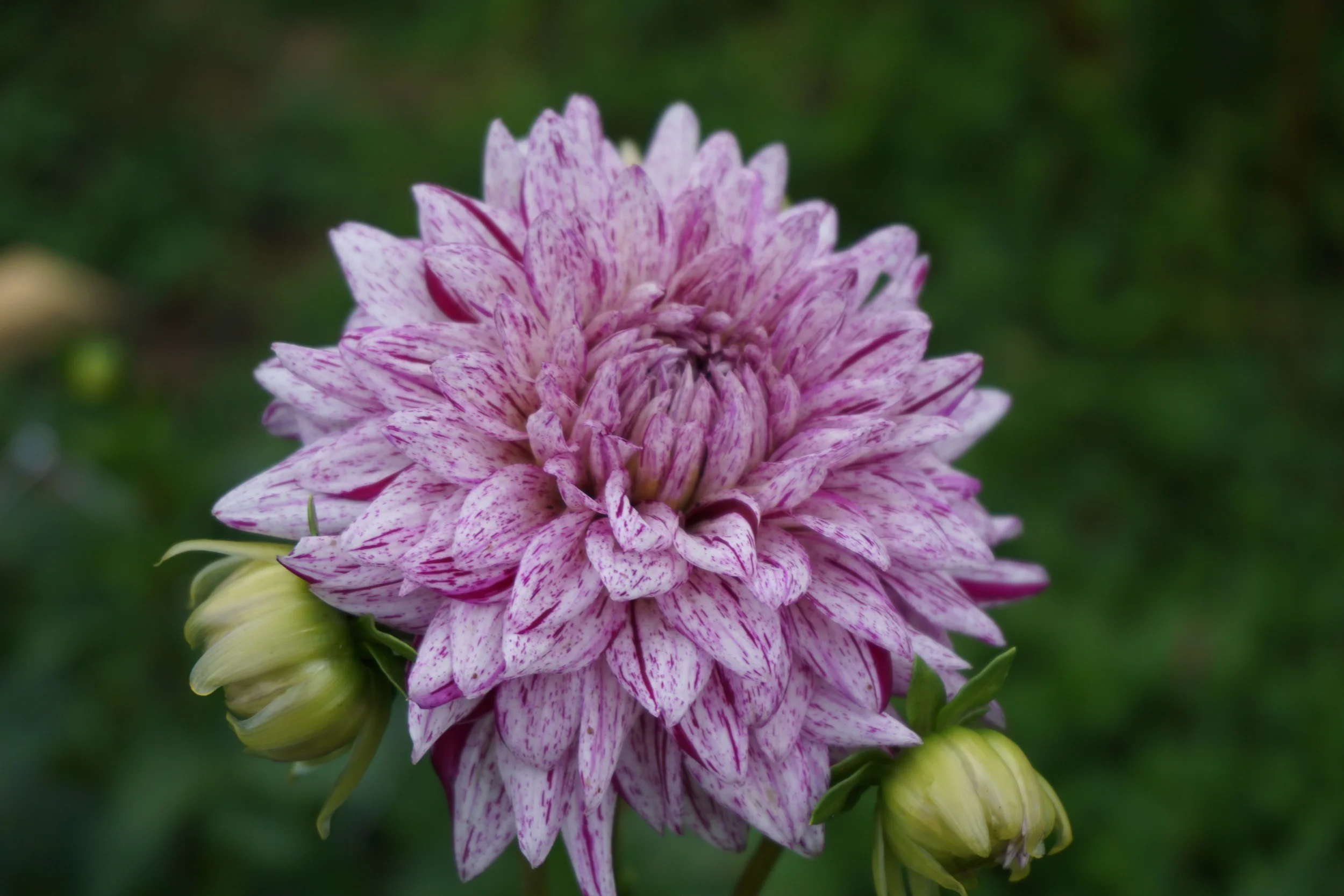 One of our crazy dahlias