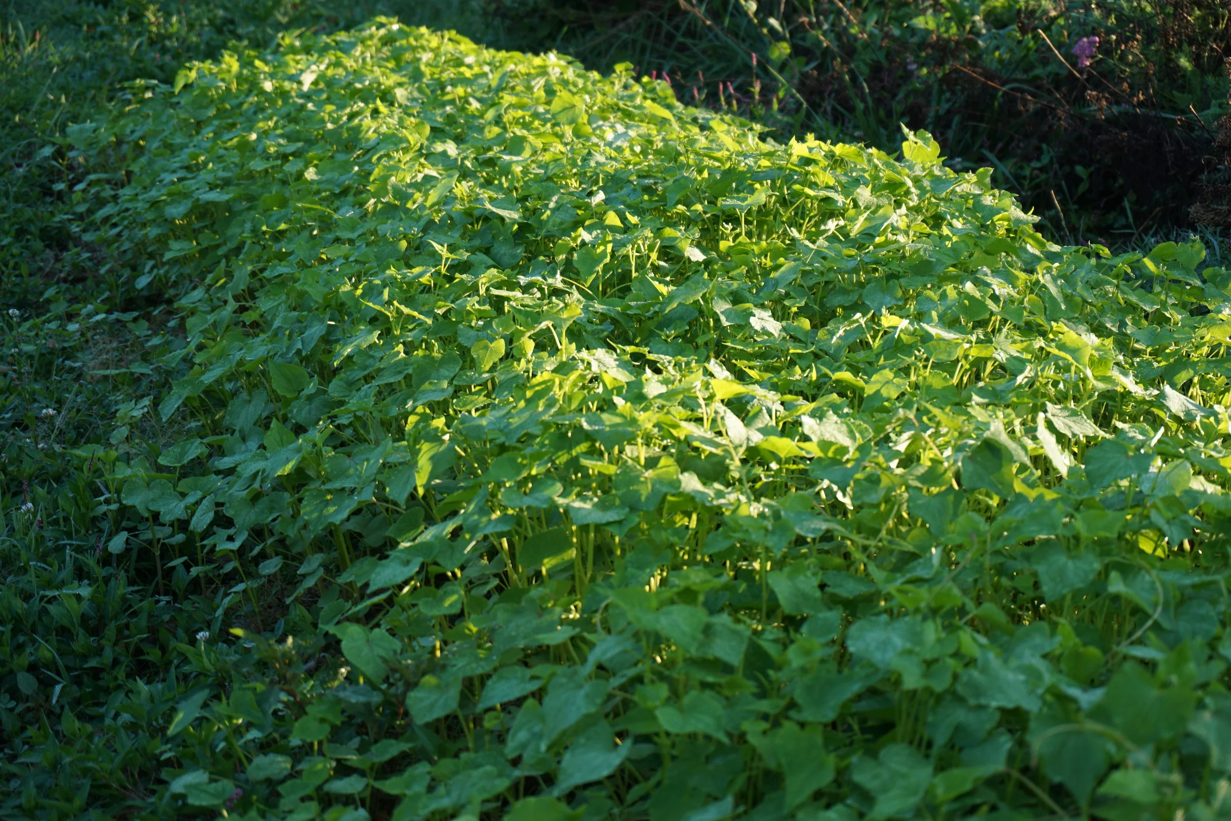 Buckwheat- a summer cover crop.