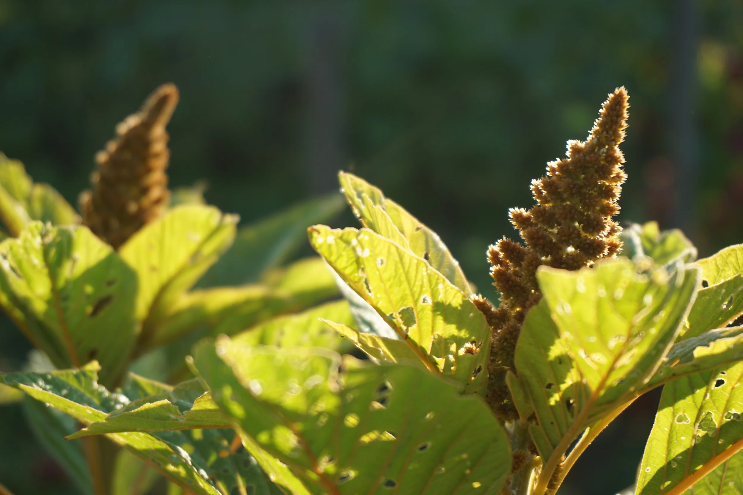 Bronze amaranth. Bugs love the leaves, but we strip the leaves before selling the bronze blooms so we don't mind the bugs!