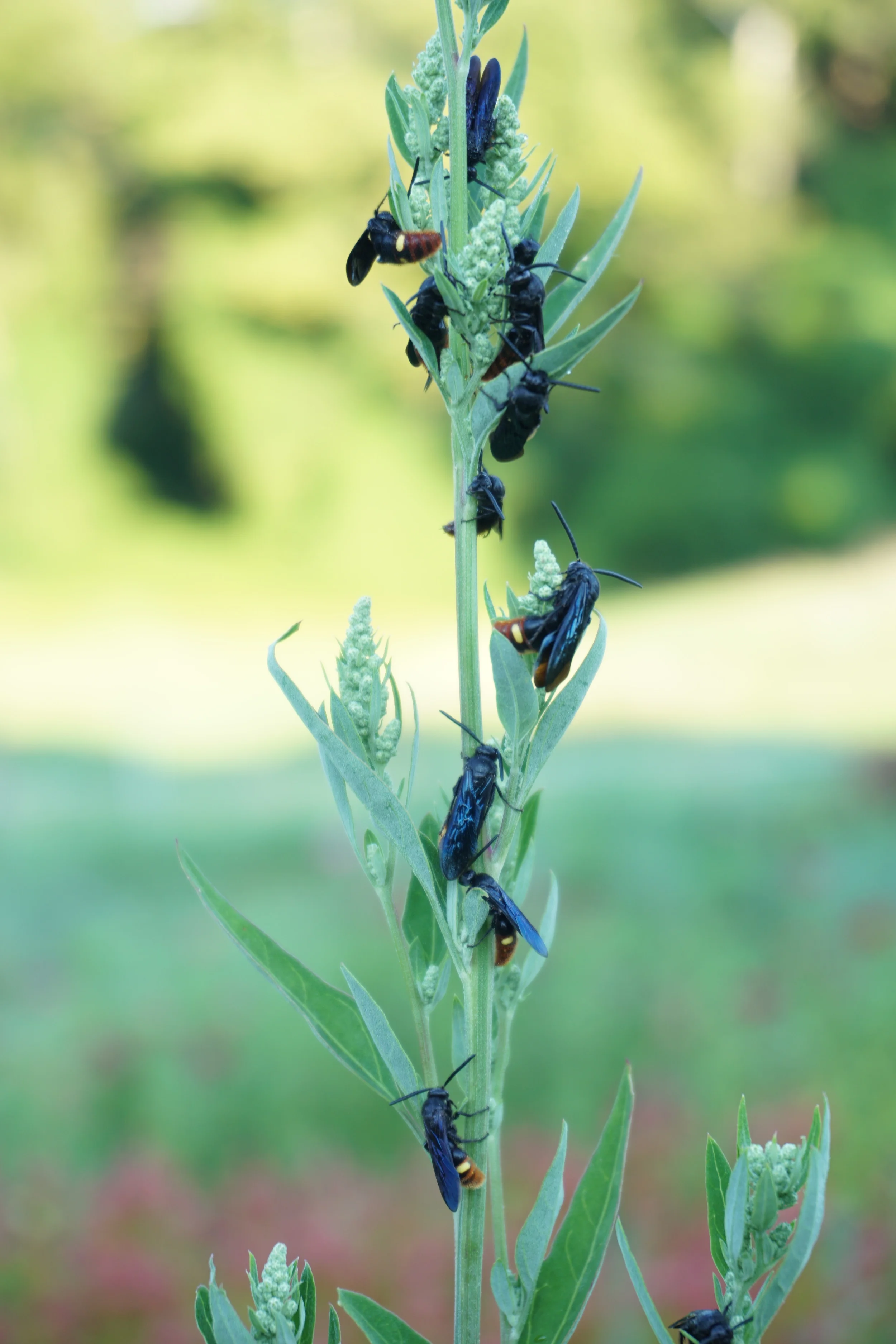 The digger wasp is our friend! It helps control the Japanese beetle population.