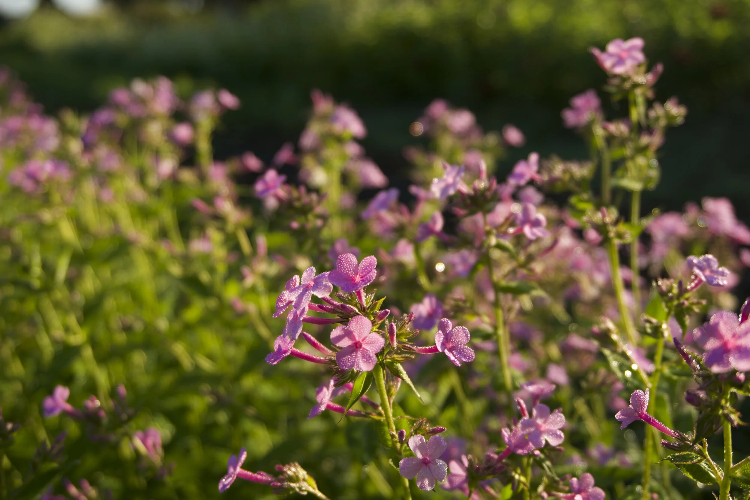 a bouquet and a buzz