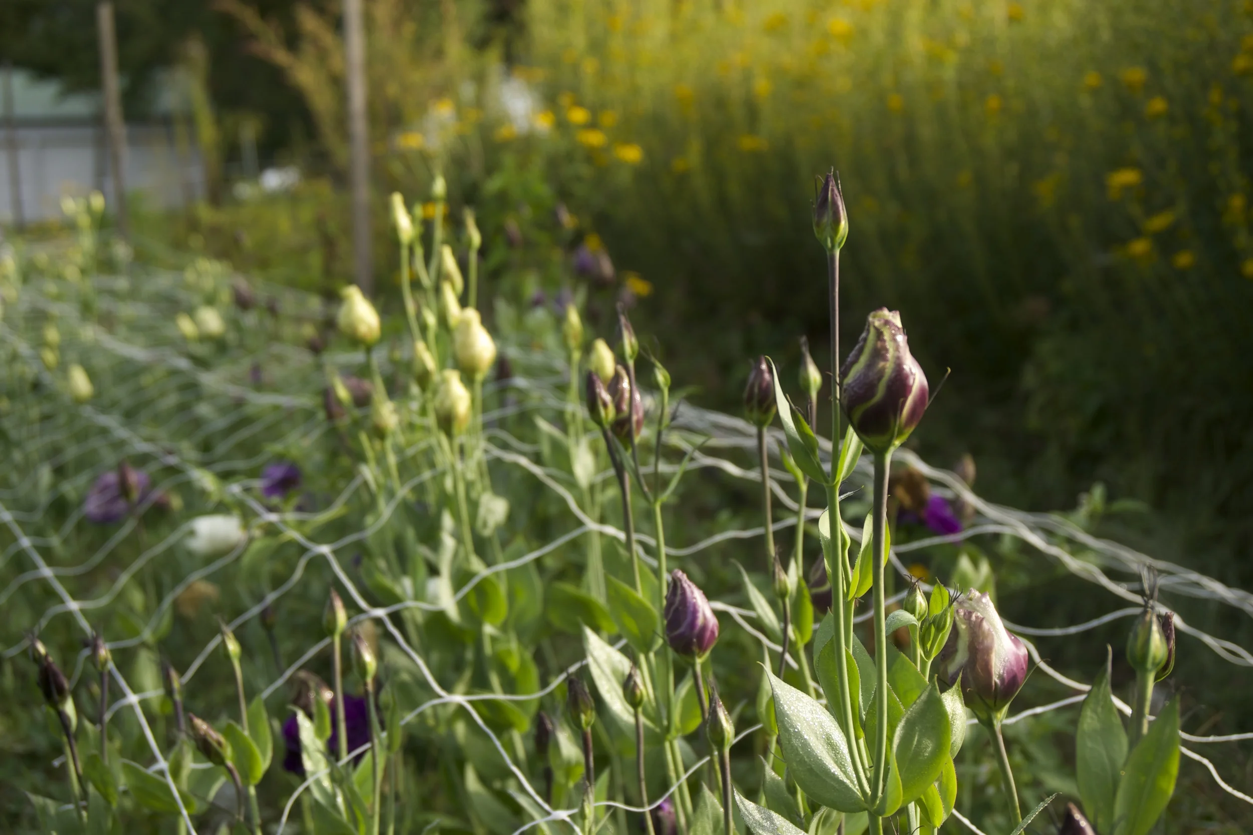 lisianthus, grown in the field (not in a hoophouse) with surprising success