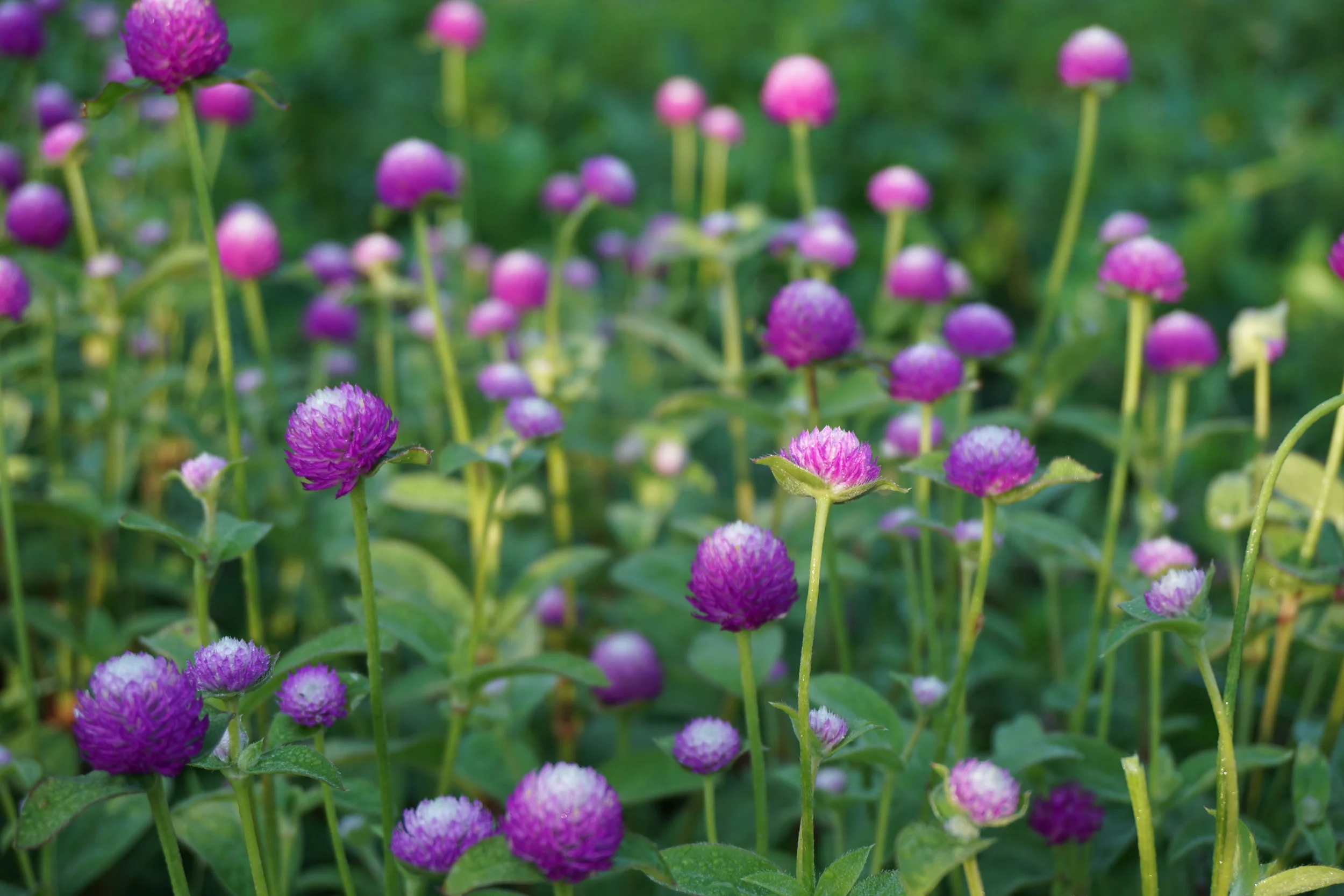 snow day distractions