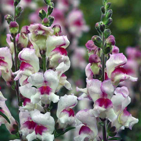 photo courtesy of swallowtail seeds