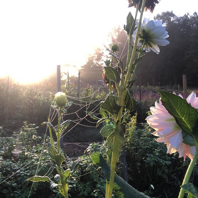 dahlias waiting to be dug