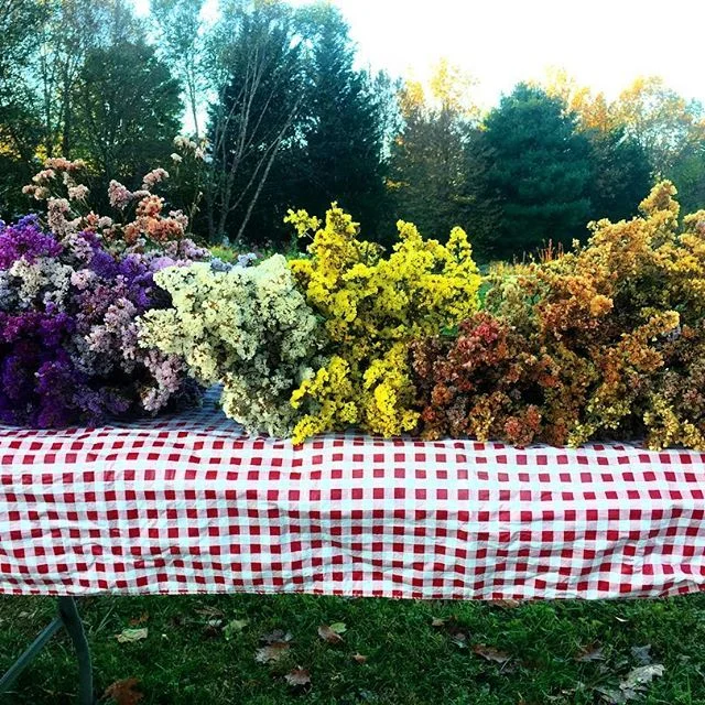 lots of dried statice from Bouquet Saturday