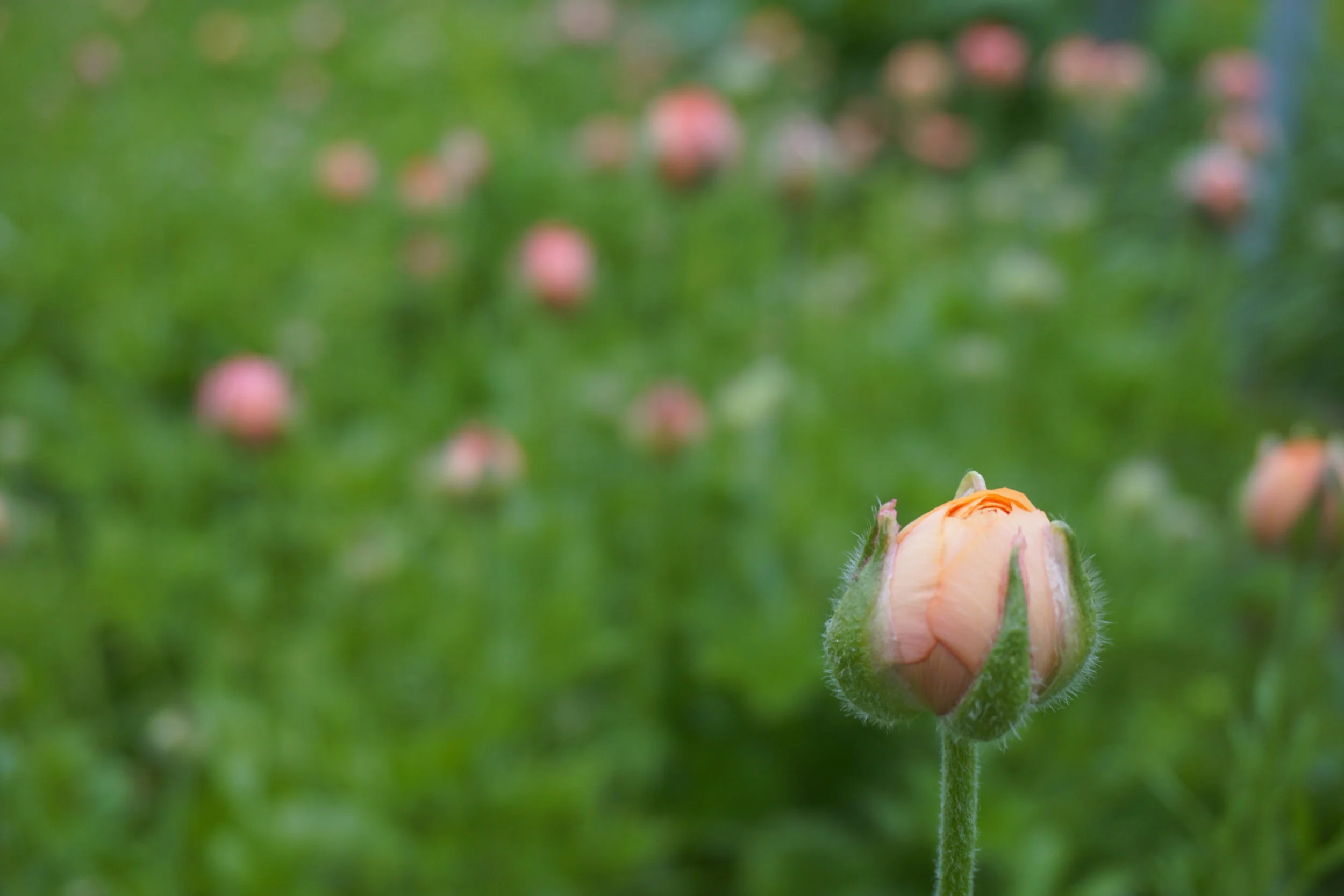 favorite flower