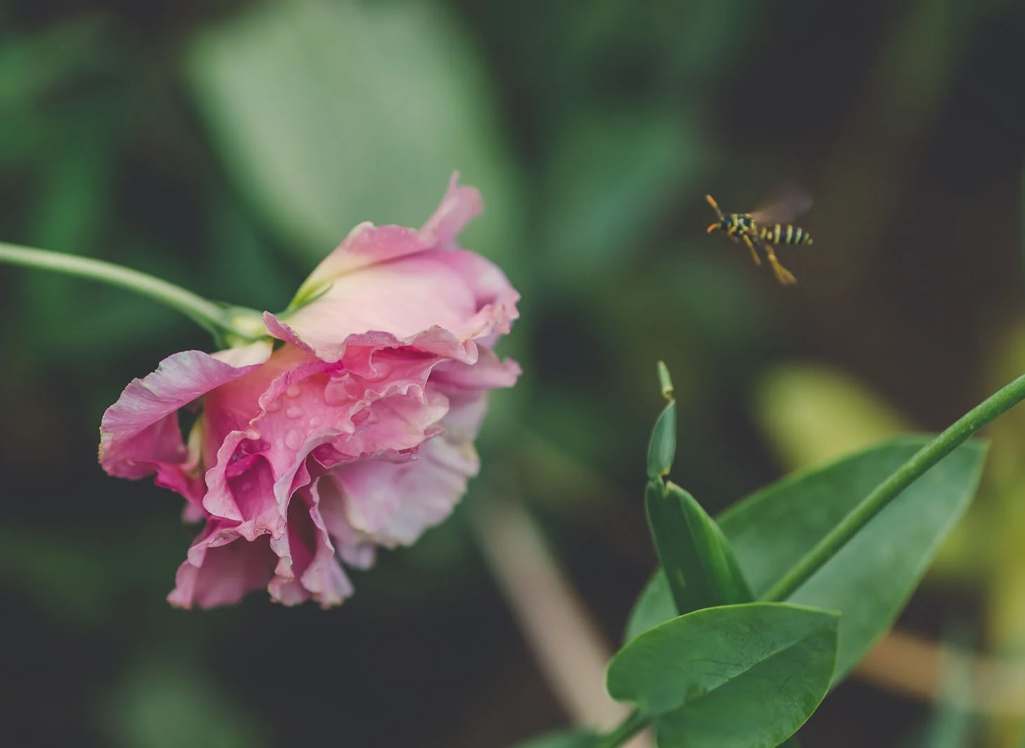 a butterbee