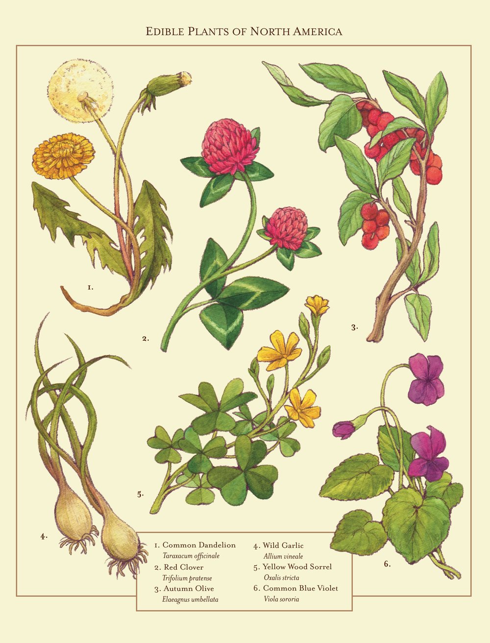 Viola Sororia Drawing