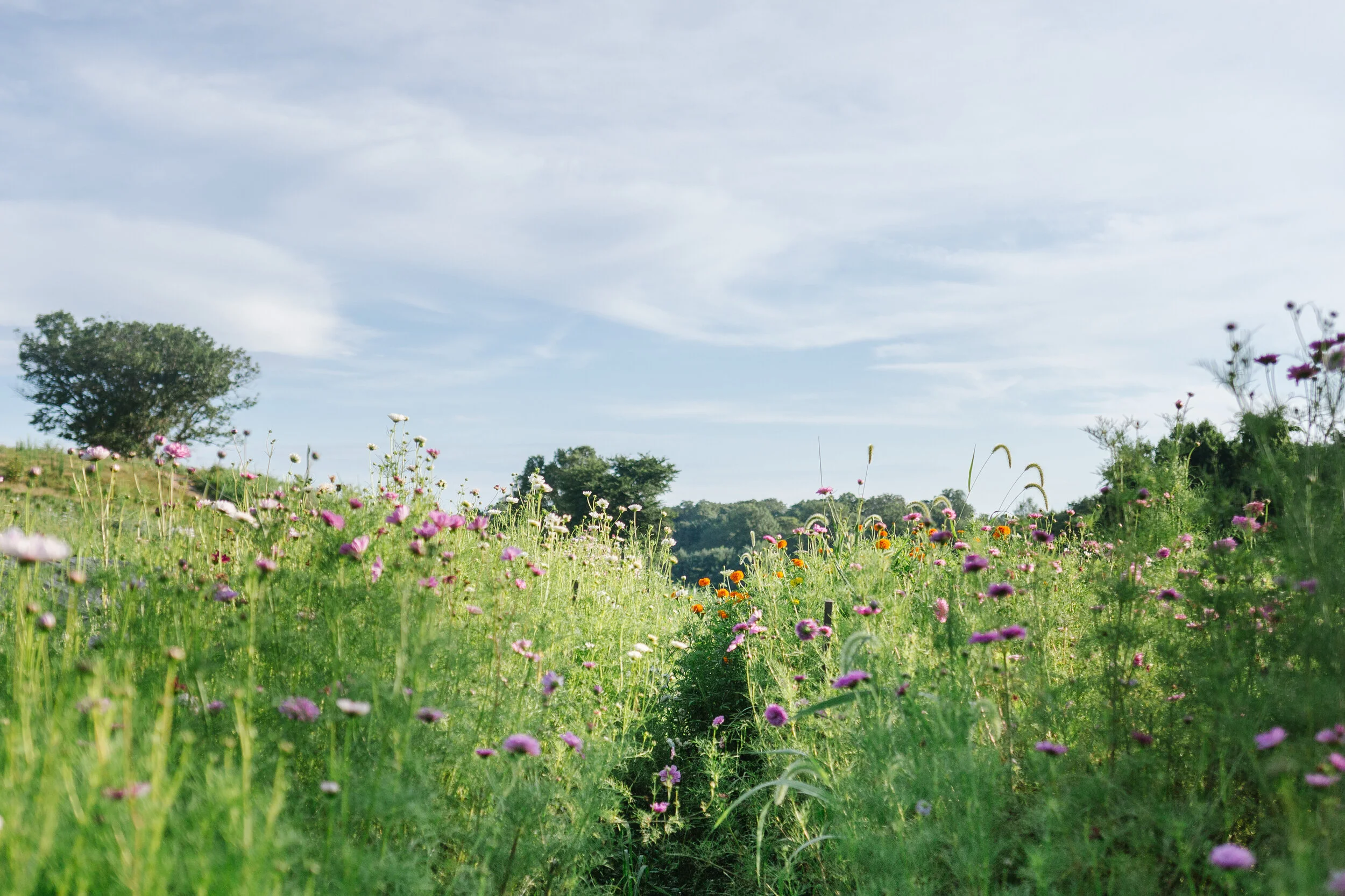 Introducing our New Online Classes!