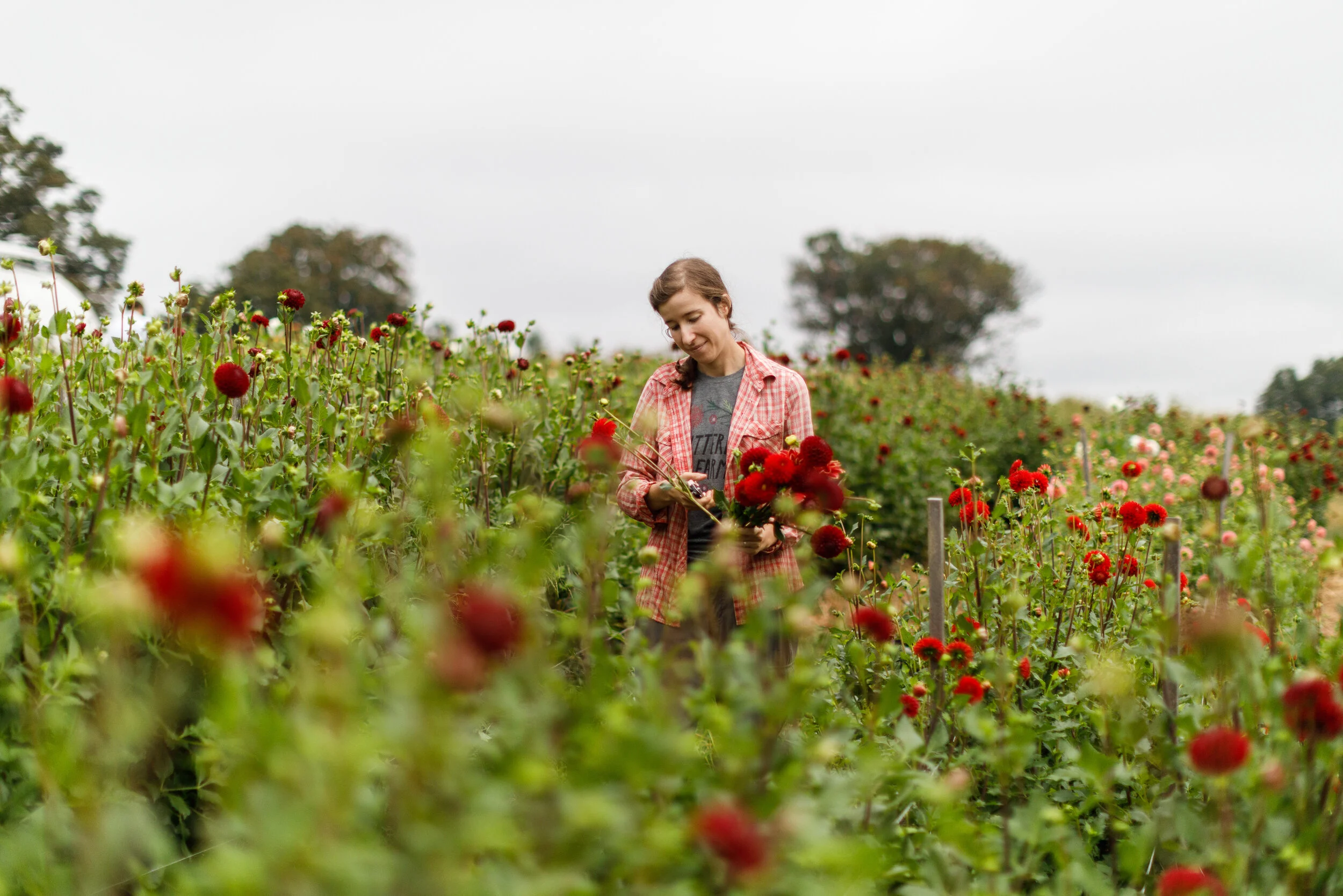 the best dahlia season ever
