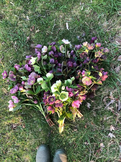 Hellebore Brandywine