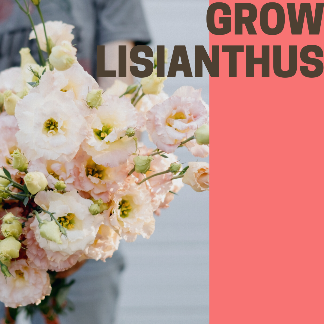grow lisianthus(3).png