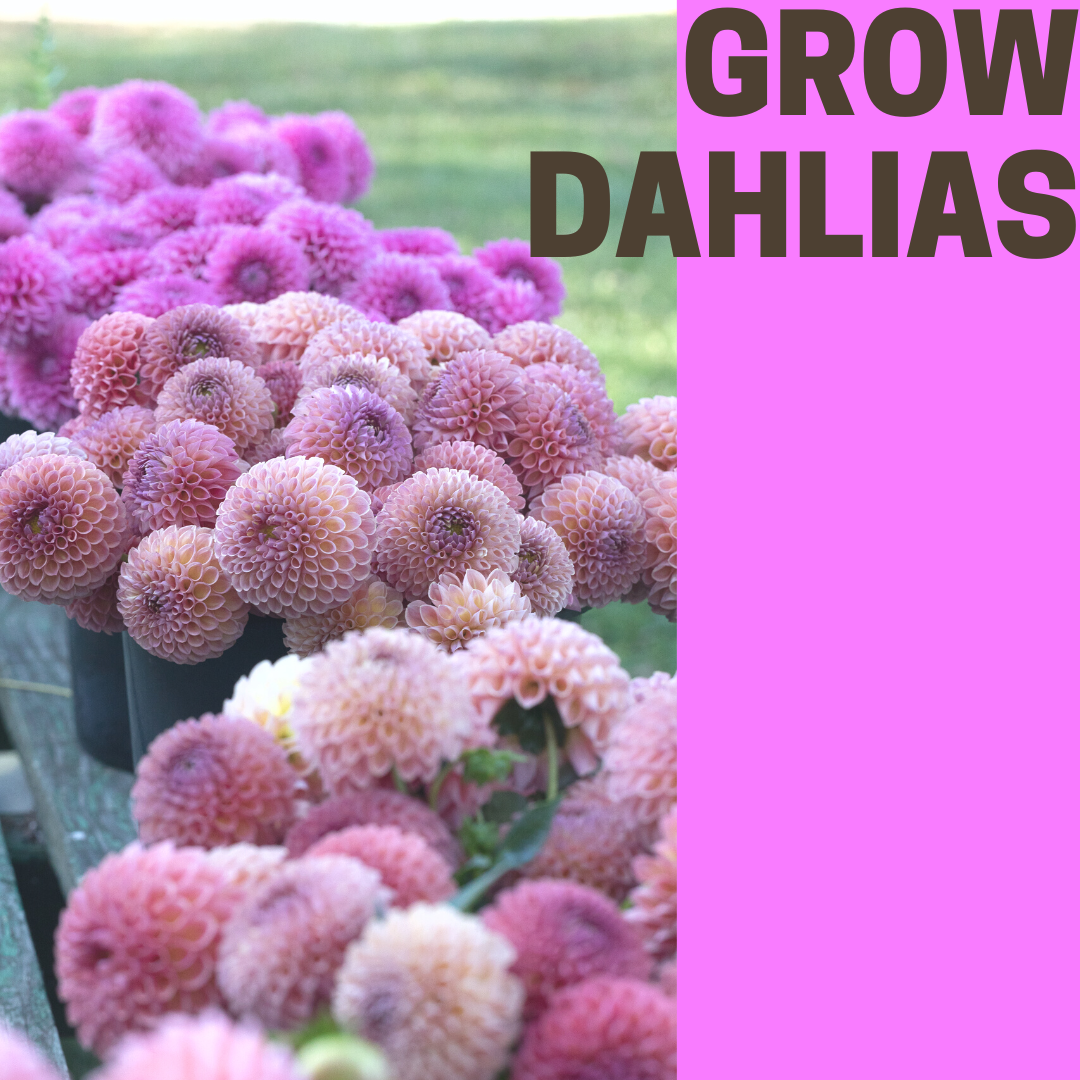 Butterbee FarmFlower Gardening Classes