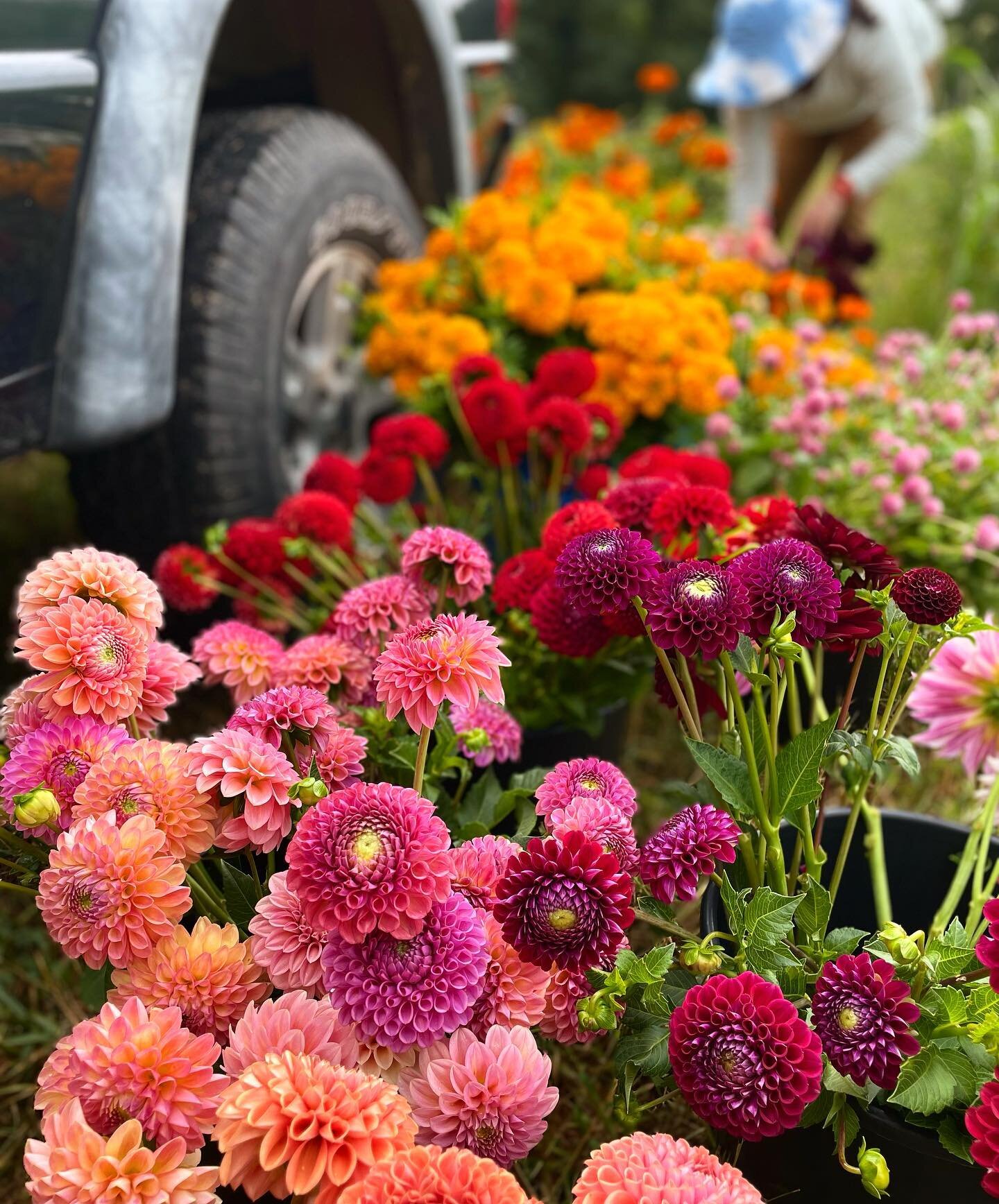 We finally got much-needed rain but also hail the size of gumdrops. We pruned back the dahlias this morning to promote fresh growth for a busy week ahead, onward and upward! 

#flowerfarmer #localflowers #dahlias