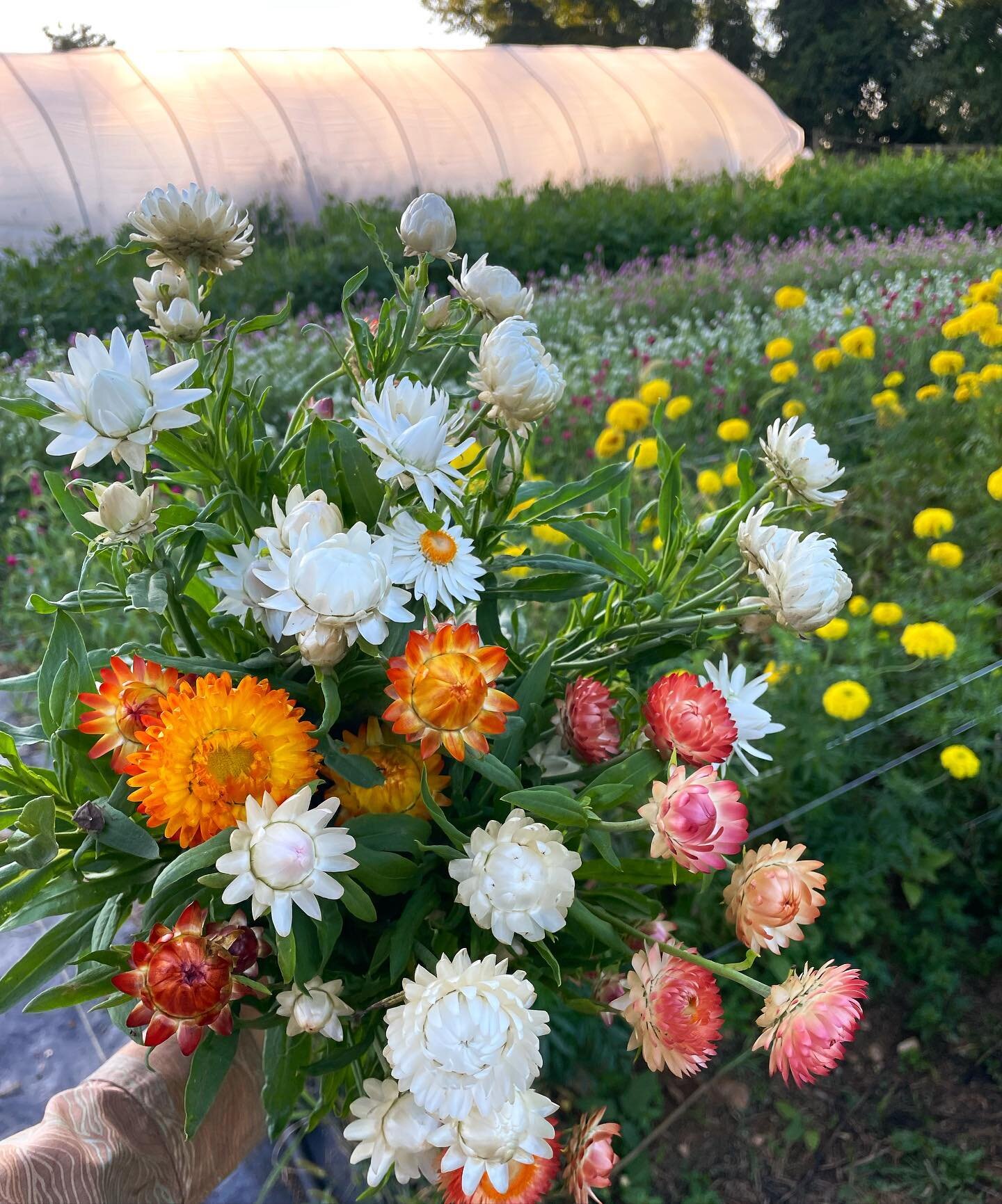 The flowers are MAGIC right now. Order for local delivery at the link in our profile 🧡💛🧡

#flowerfarmer #localflowers #dmv #baltimore