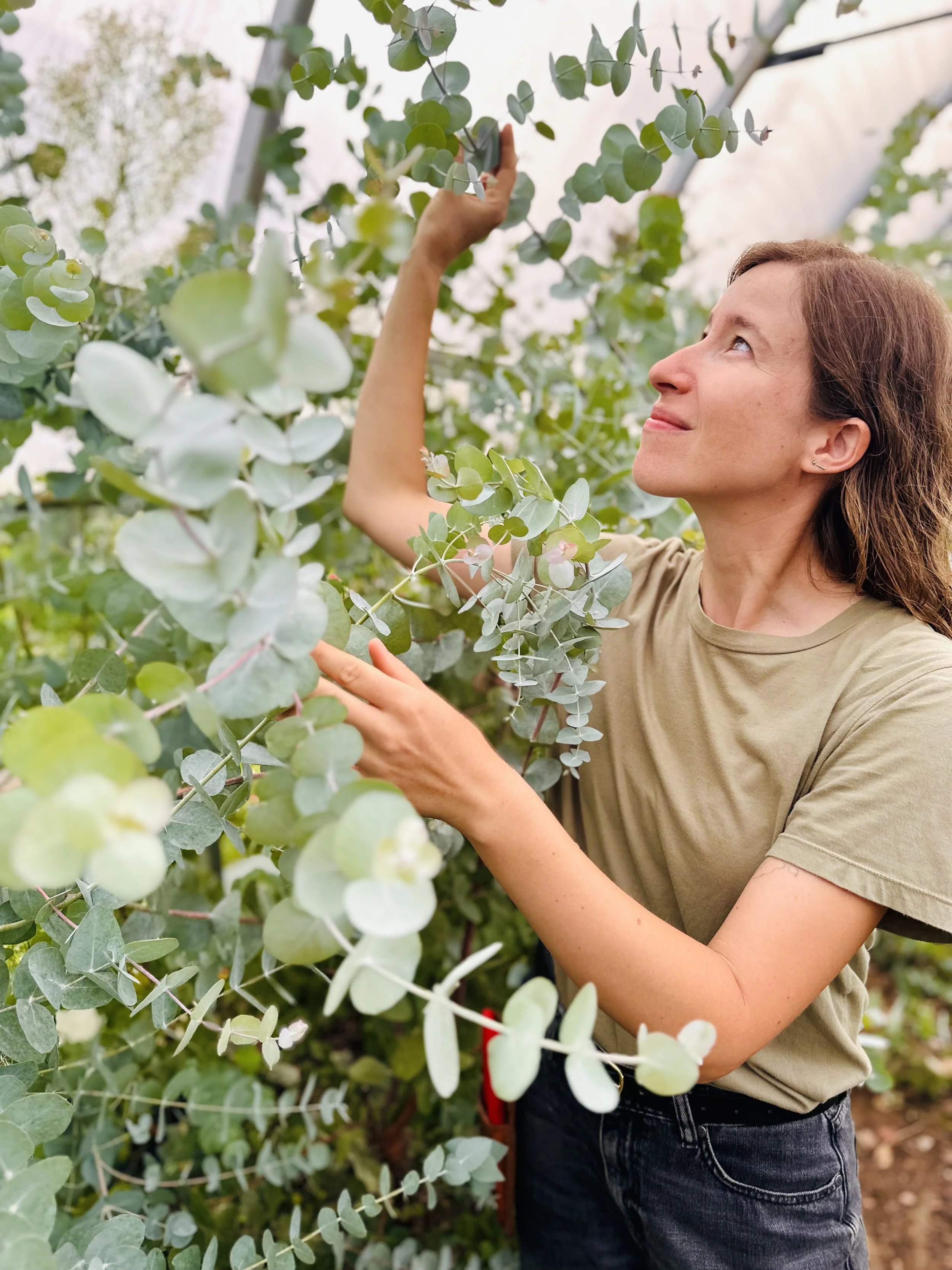 Eucalyptus on the Farm