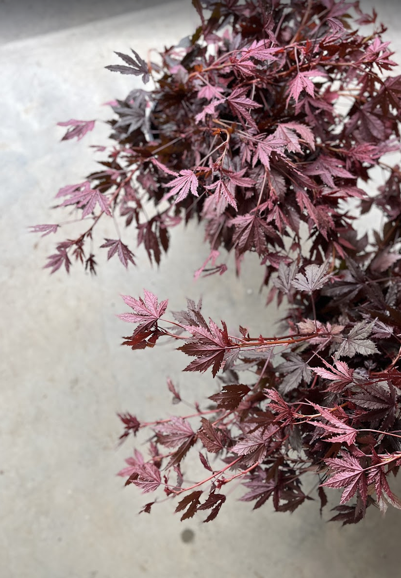 Screenshot 2026-03-12 at 3.27.32 PM.png