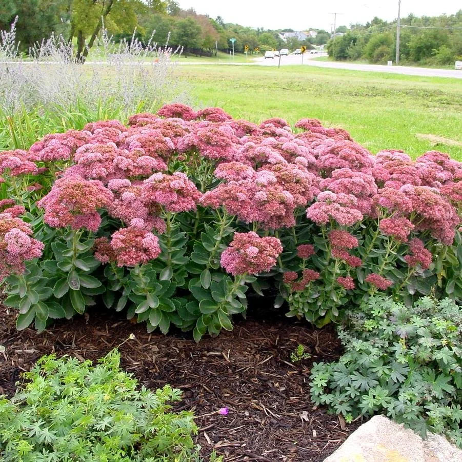 Sedum Autumn Fire