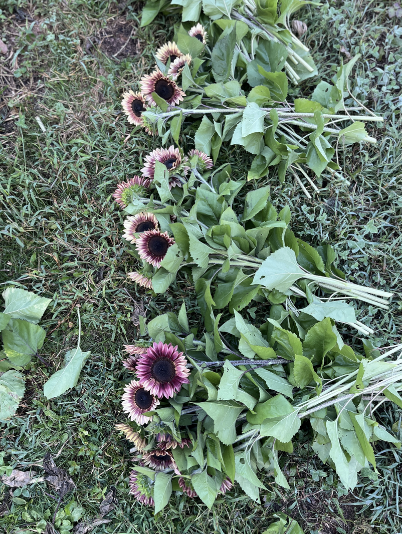 Screenshot 2026-03-12 at 3.17.10 PM.png