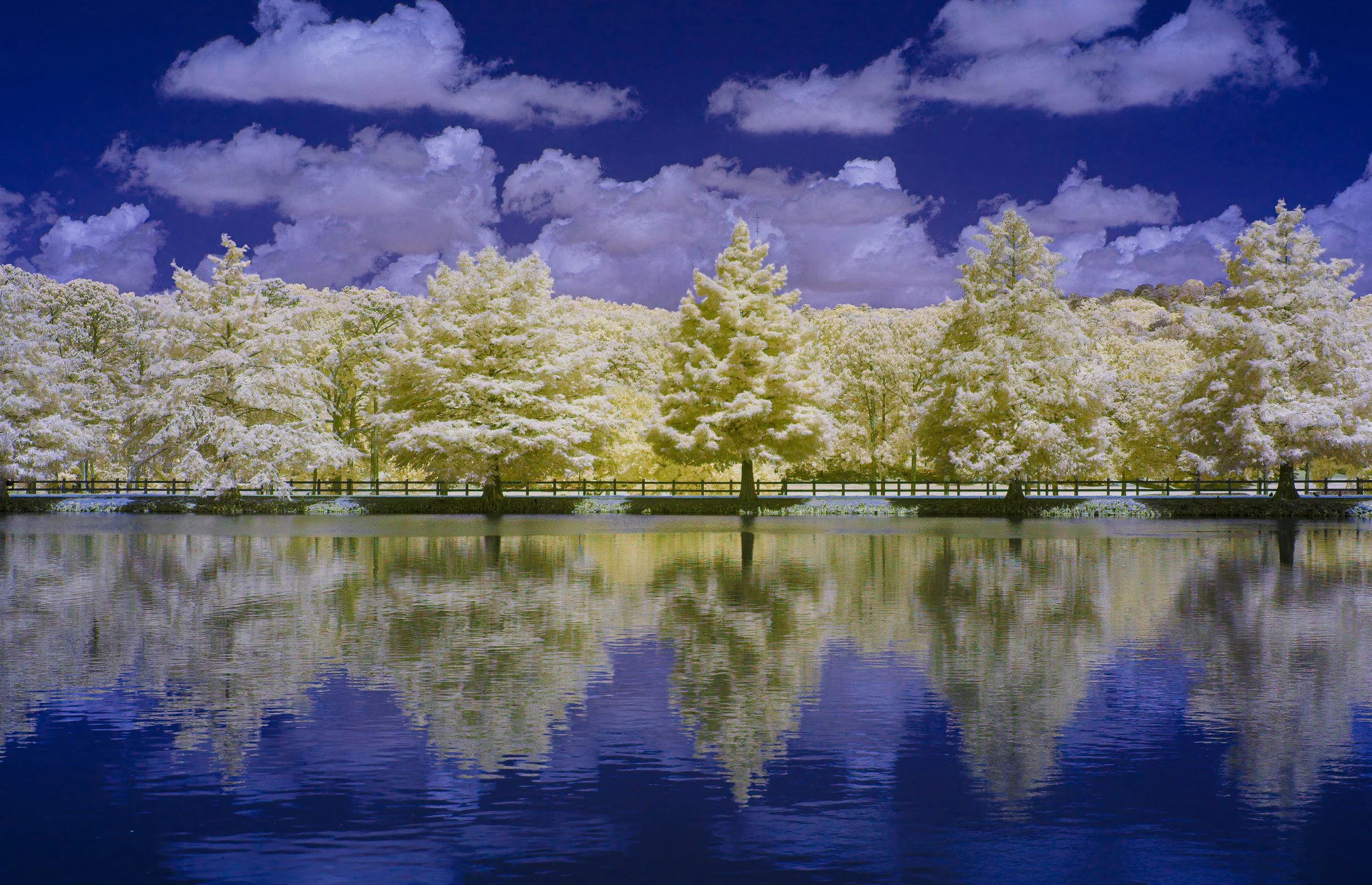 Star Lake 6 Tree Reflections-4801.jpg