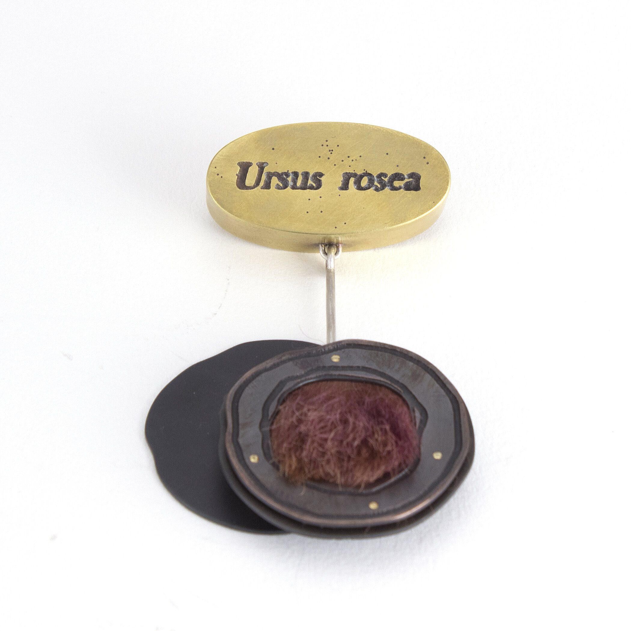 Ursus rosea