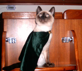 daisycape2.jpg