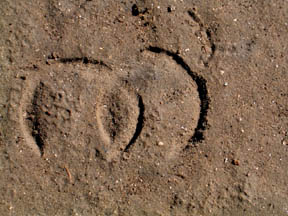 horseprints.jpg