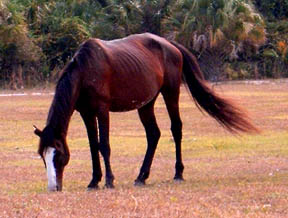 horsescumb5.jpg
