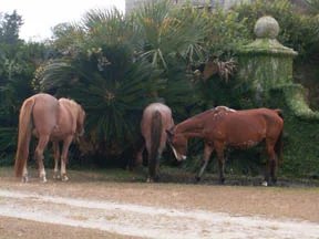 horsescumb2.jpg