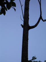 webwoodpecker.jpg