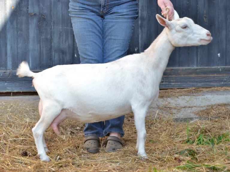 Dam: SG 1*M Painted Pepper Lemon Meringue