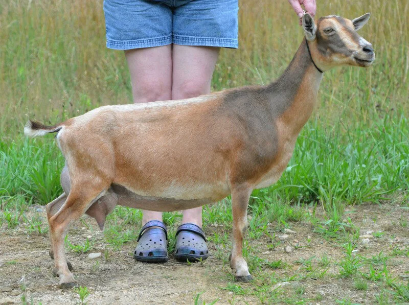Dam: 3*M AR Old Mountain Farm Gazelle