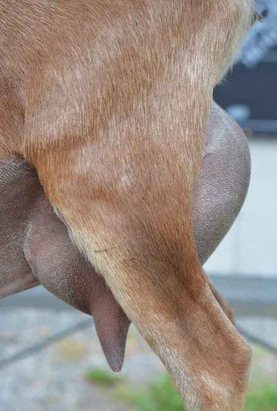 Dam's udder