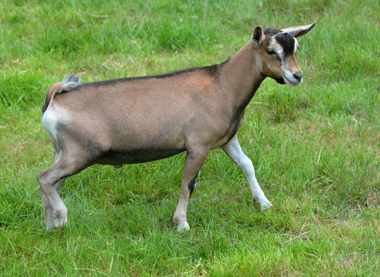Sire: SG +*B Old Mountain Farm Bold Elk