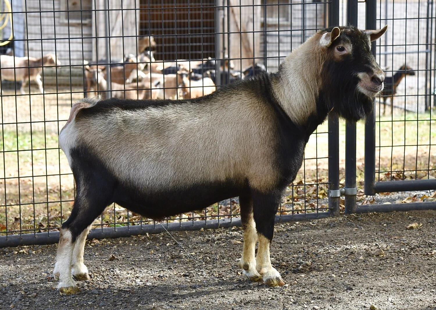 Sire: SG +*B Old Mountain Farm bold Elk