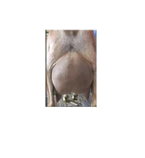 Dam's udder