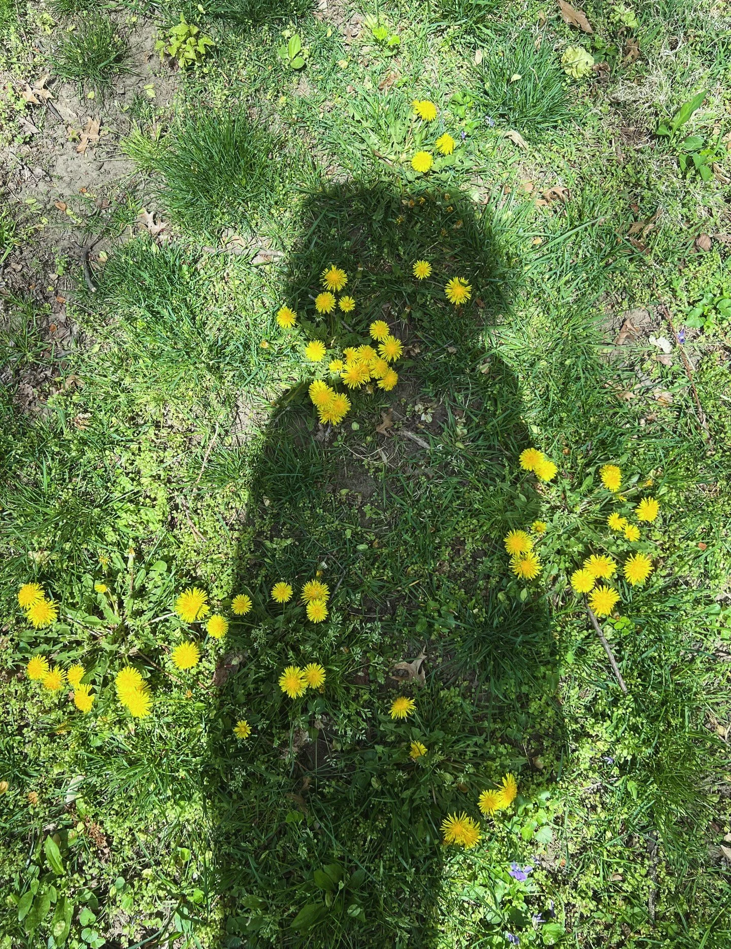 Oh Mother Earth how 🦔🦜beautiful you are 🌼 with your flowing rivers 💧 vast oceans 🐚and its population 🐋🐠🐢 mountains 🦒🦍and valleys ⛰️ 🐐 trees 🌳 that keep our air 🌨️ purified 🌲plants 🌱 and fl🌺wers that heal our wounds 🍄&zwj;🟫 the fruit