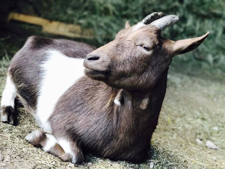 goat.jpg