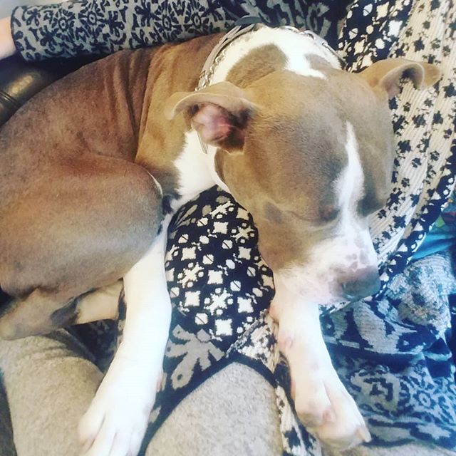 Here with me is the commonly known as the dangerous pitbull. 
Dangerous because:
They will smoosh themselves into an armchair which they clearly don't fit on just to be close to you and take a nap .
.
.
They will give you love and make you feel love 