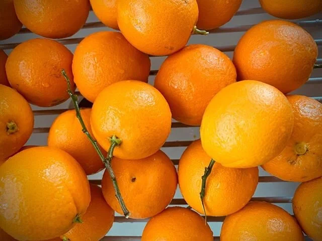 Loved picking oranges with the boys from our tree in the backyard. #homegrown #outdoorlife #ljbhomedesign