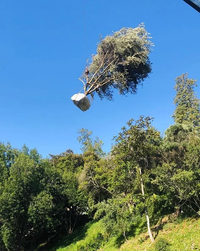 It’s not every day that an olive tree drops from the sky. #plantingday #olivetree #superlandscaping #cranedrop #ljbhomedesign