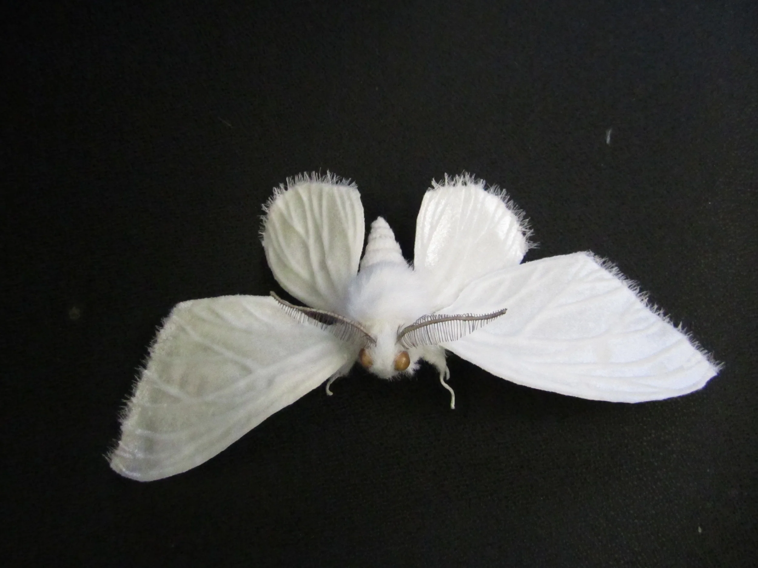 Moth 2.JPG