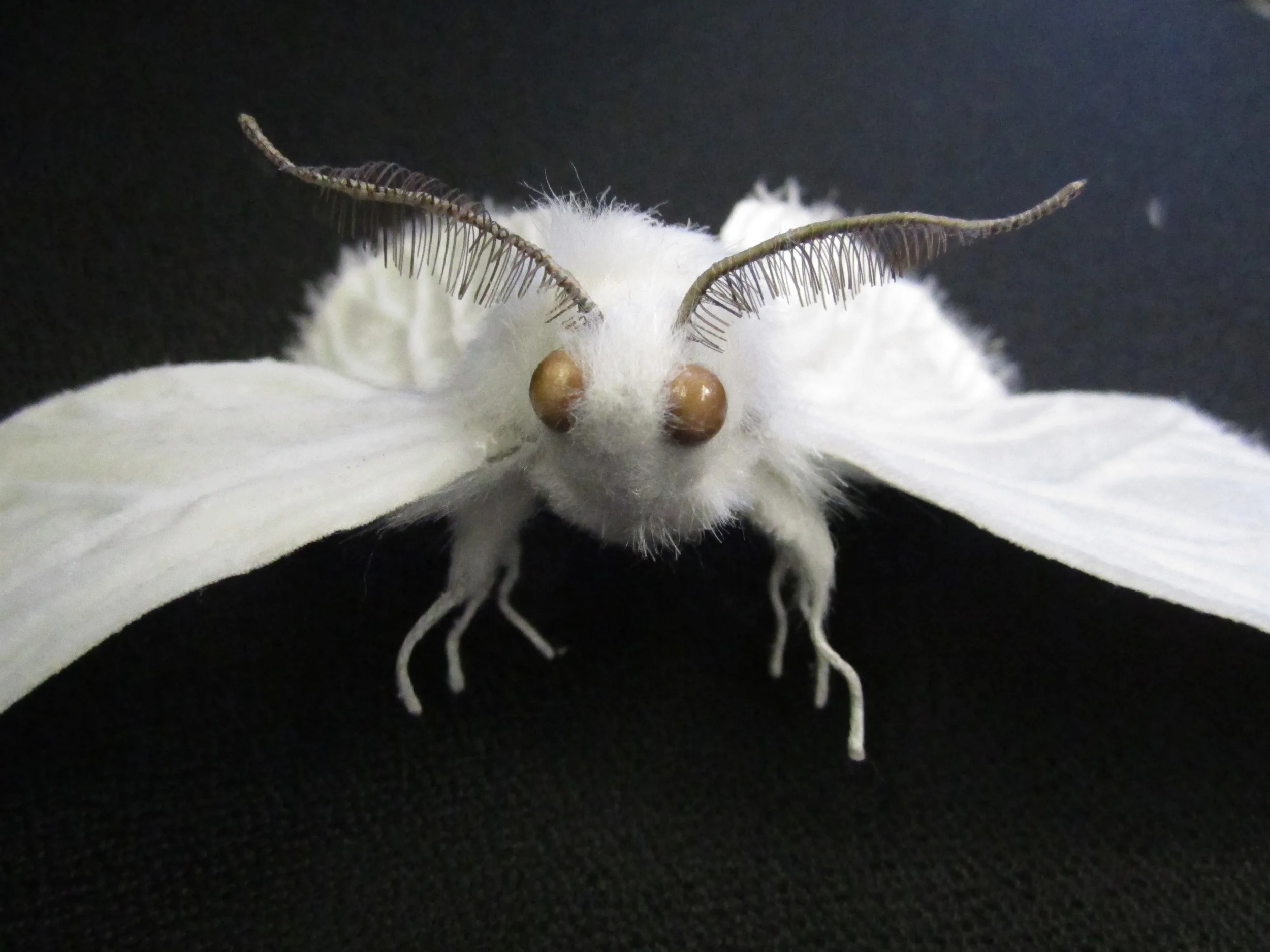 moth 3.JPG