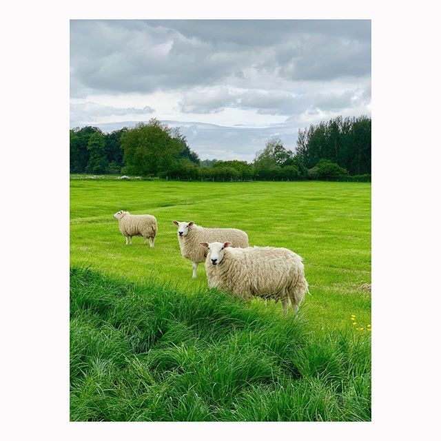Sheep @daylesfordfarm 🐑